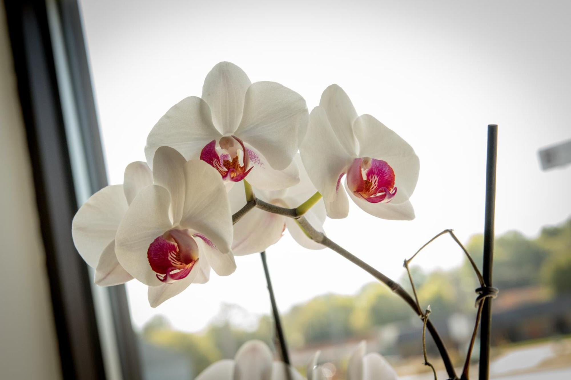 Envi Boutique Hotel Henderson Εξωτερικό φωτογραφία